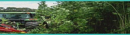 indiana hemp drug ban early voting restrictions d