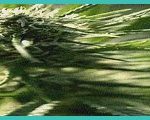 indiana s b 250 could close lafayette hemp bevera
