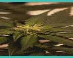 legal analysis hemp retailers face existential t 6