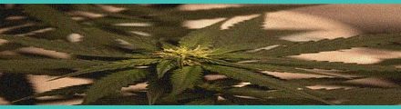 legal analysis hemp retailers face existential t 6