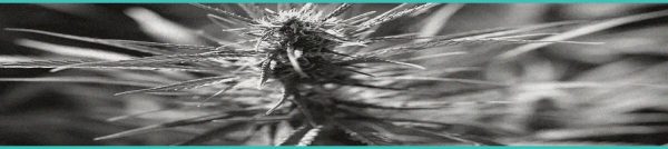 CED Clinic: Personalized Cannabis Medicine 252 Legal Analysis: Hemp Retailers Face ‘Existential Threat,’ Possible Closure or Forced Pivots