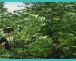 many hemp intoxicants contain b thc b syntheti