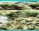 proposed nebraska medical marijuana emergency rule