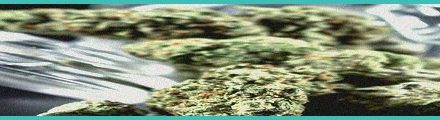 proposed nebraska medical marijuana emergency rule