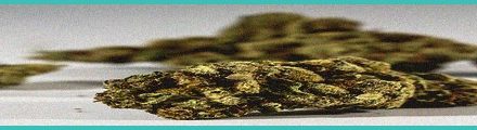 rapid dose therapeutics advances b cannabinoid b