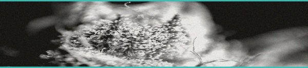 CED Clinic: Personalized Cannabis Medicine 239 Study: Minor Cannabinoids CBDV and CBG Show Powerful Anti-Inflammatory Effects When Combined