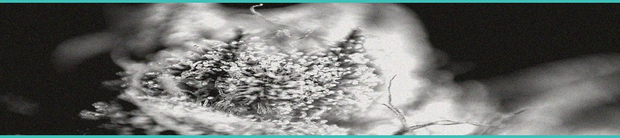 study minor cannabinoids cbdv and cbg show powerf 1