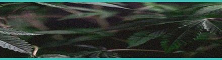 study minor cannabinoids cbdv and cbg show powerf 7