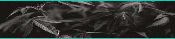 CED Clinic: Personalized Cannabis Medicine 240 United Center Becomes First Major US Arena to Partner with Cannabis Drink Brands