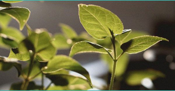 37% of cannabis poisonings in Wisconsin involved children under 5