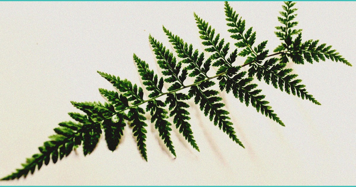 aclu comments on cannabis arrests across the count