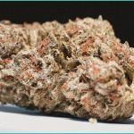 alcohol as a novel trigger for cannabis hyperemesi