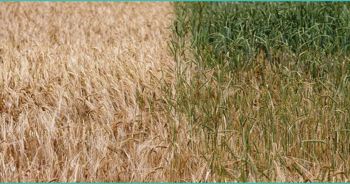 an attempt to ban the industry dallas thc shops