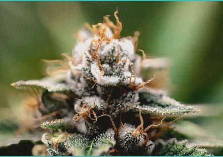 ananda pharma to begin dosing in nhs backed cbd en