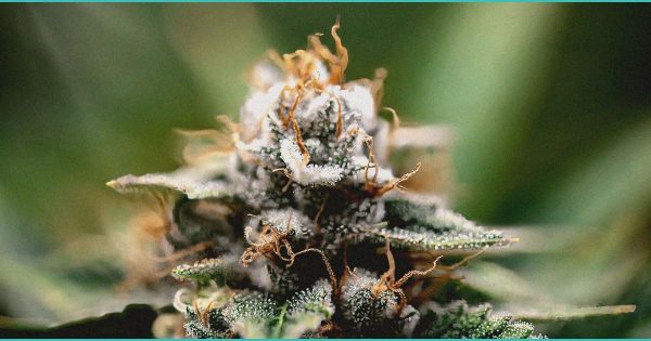 Ananda Pharma to Begin Dosing in NHS-Backed CBD Endometriosis Trial