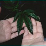 anti marijuana groups file lawsuit to block trump