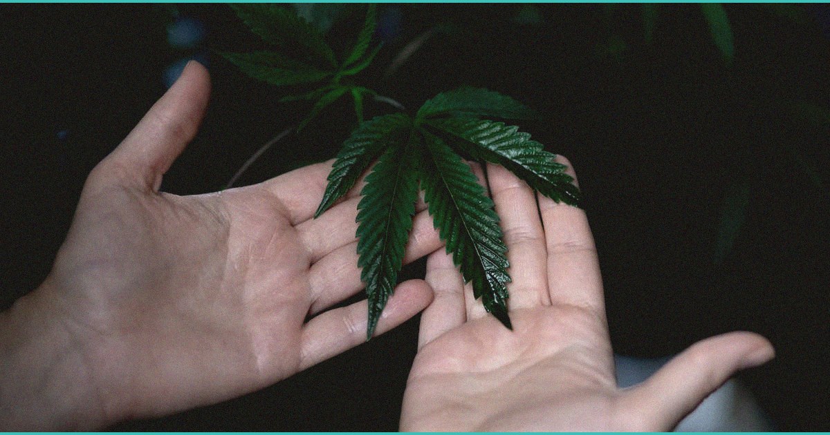anti marijuana groups file lawsuit to block trump