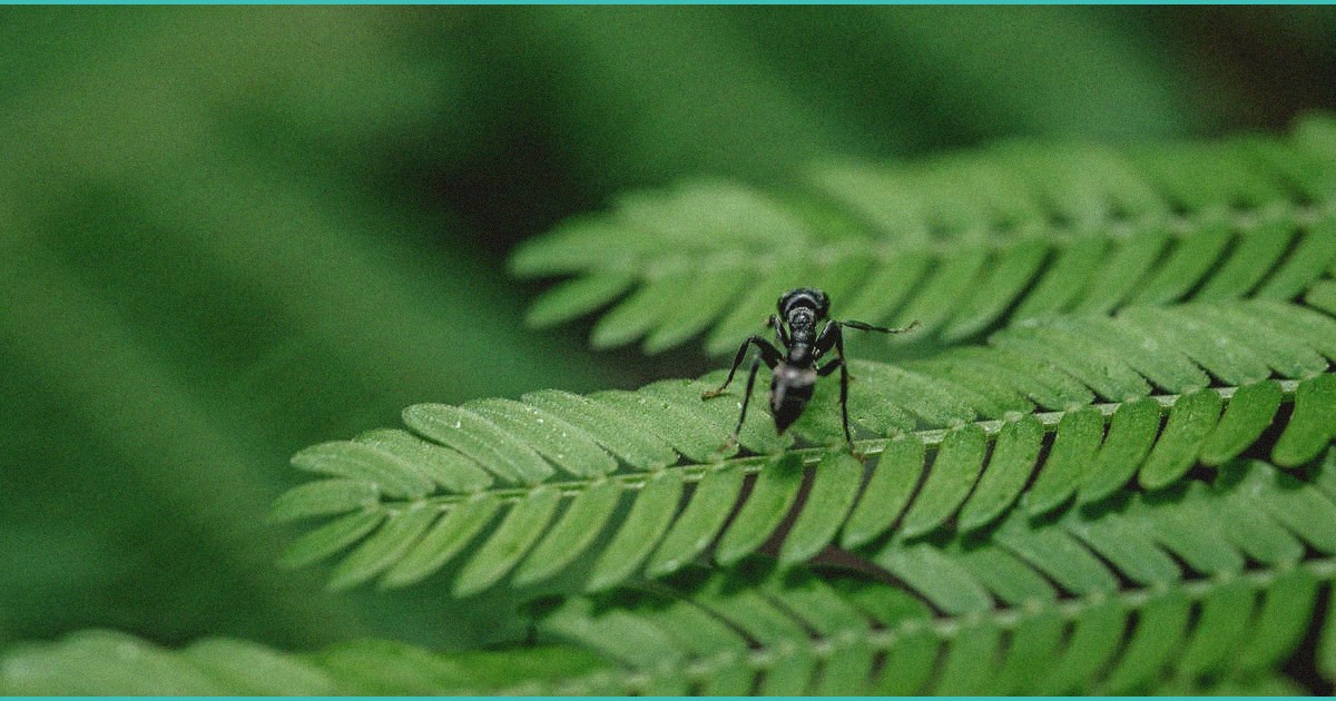 armentano excessive cannabis taxes fuel illicit m