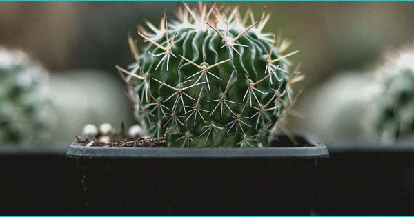 Avicanna Announces Sponsorship of University of Calgary THC Dose Finding Clinical Trial