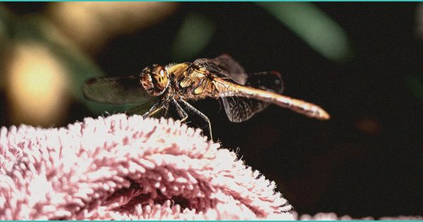 Avicanna Inc. Announces Sponsorship of University of Calgary THC Dose Finding Clinical Trial