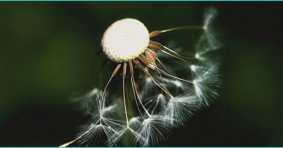 avicanna inc announces sponsorship of university