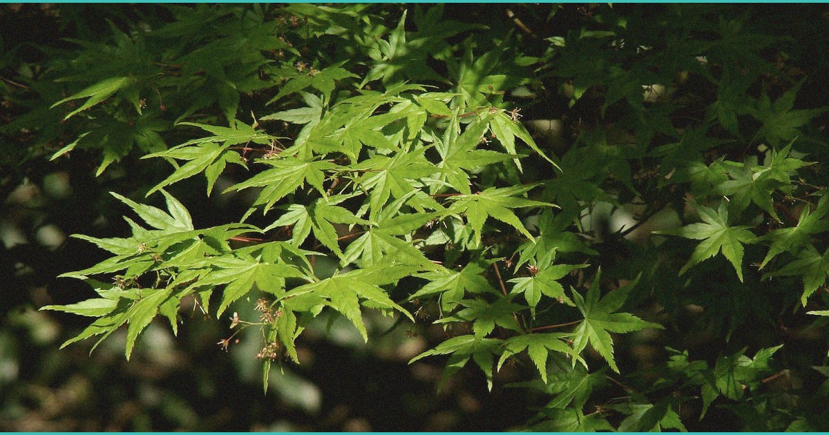 b cannabinoid b oral mucosal delivery approach 1