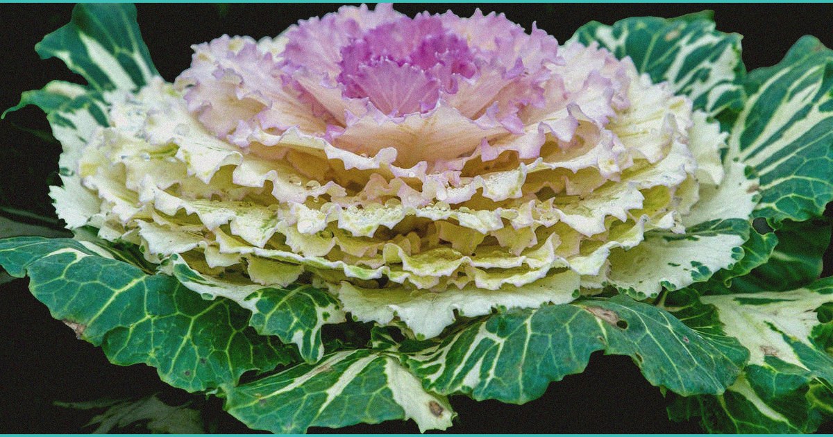 b cannabinoid b oral mucosal delivery approach 2