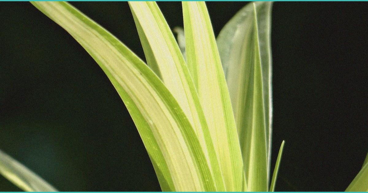 b cannabinoid b oral mucosal delivery approach 3