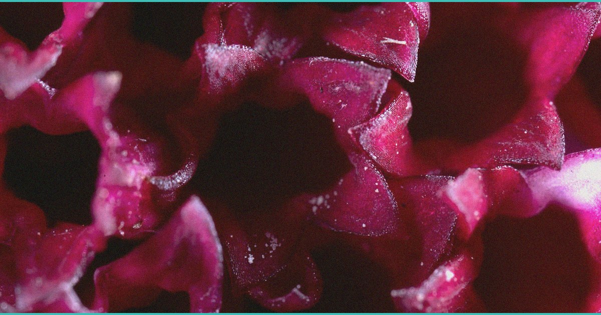 b cannabinoid b oral mucosal delivery approach