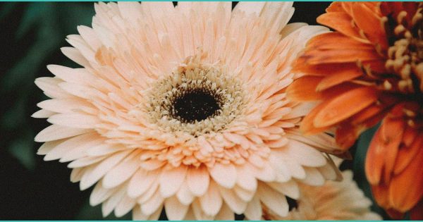 b cannabis b compounds cbd and cbg may help rev