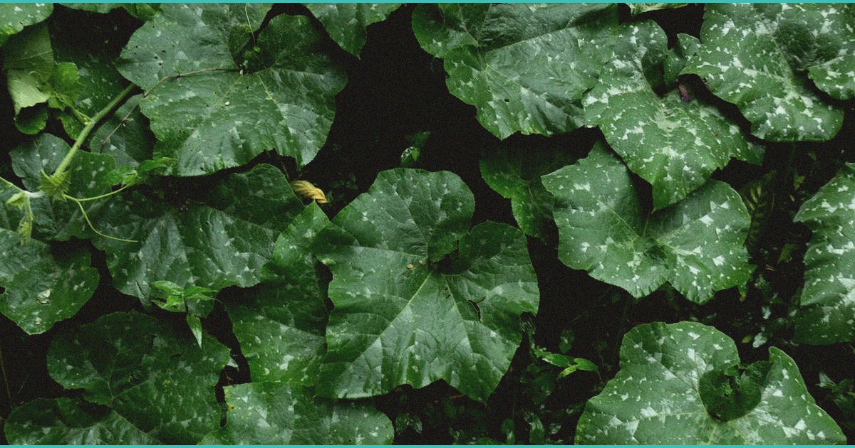 b cannabis b compounds cbd and cbg slash liver