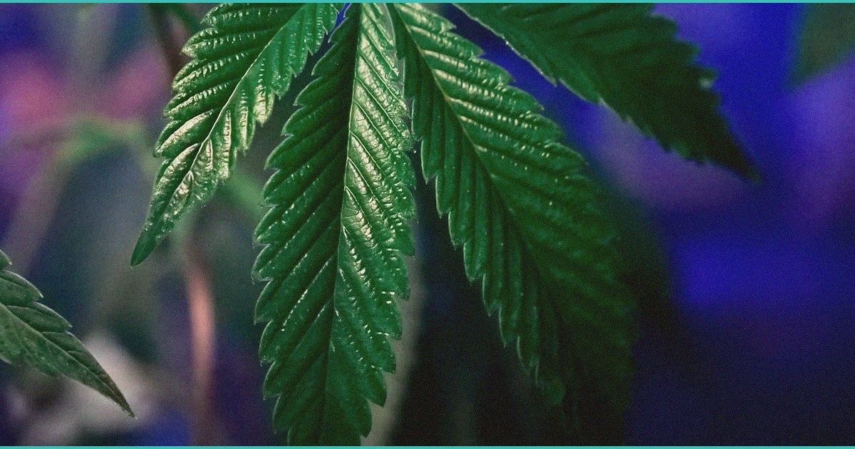 bills on cannabis use in hospitals advance in seve 3