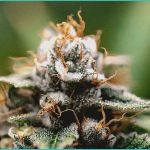 brass backs bill to expand medical cannabis remov
