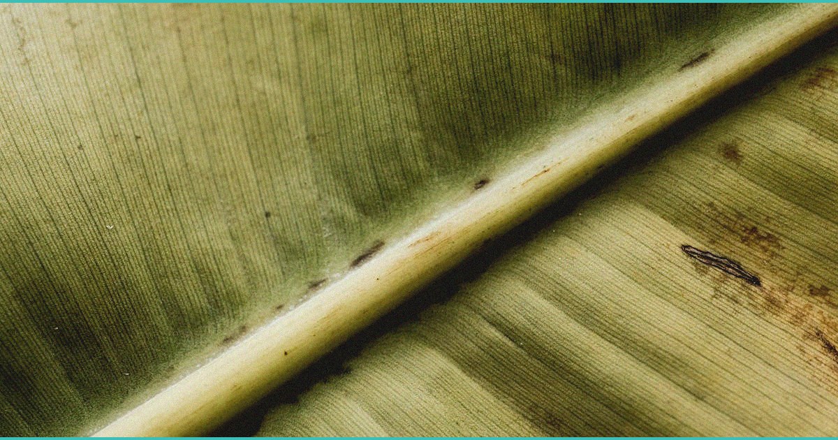 cannabinoid clinical trials athlete mental healt