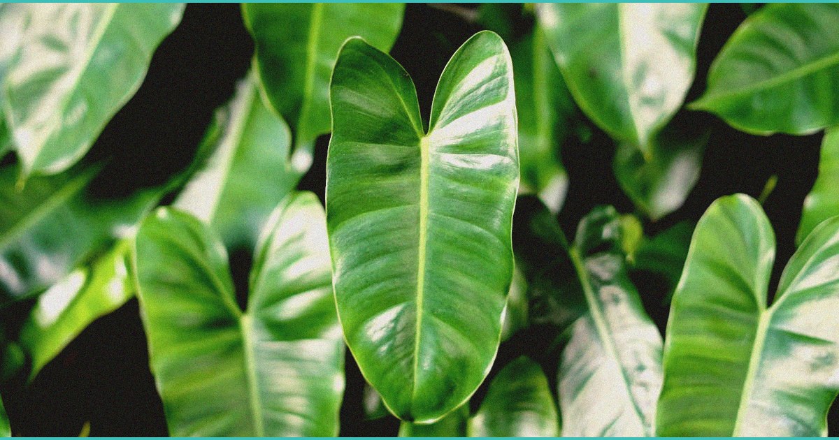 cannabinoid clinical trials cannabis for student