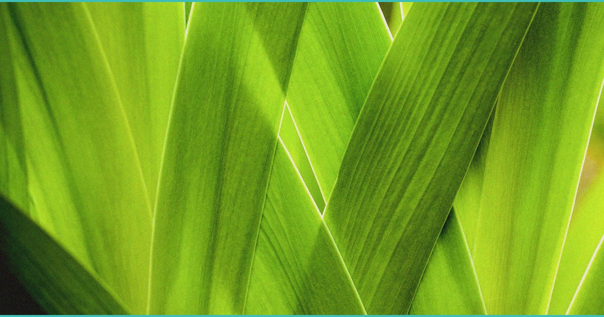 cannabinoid clinical trials cannabis induced psy 2