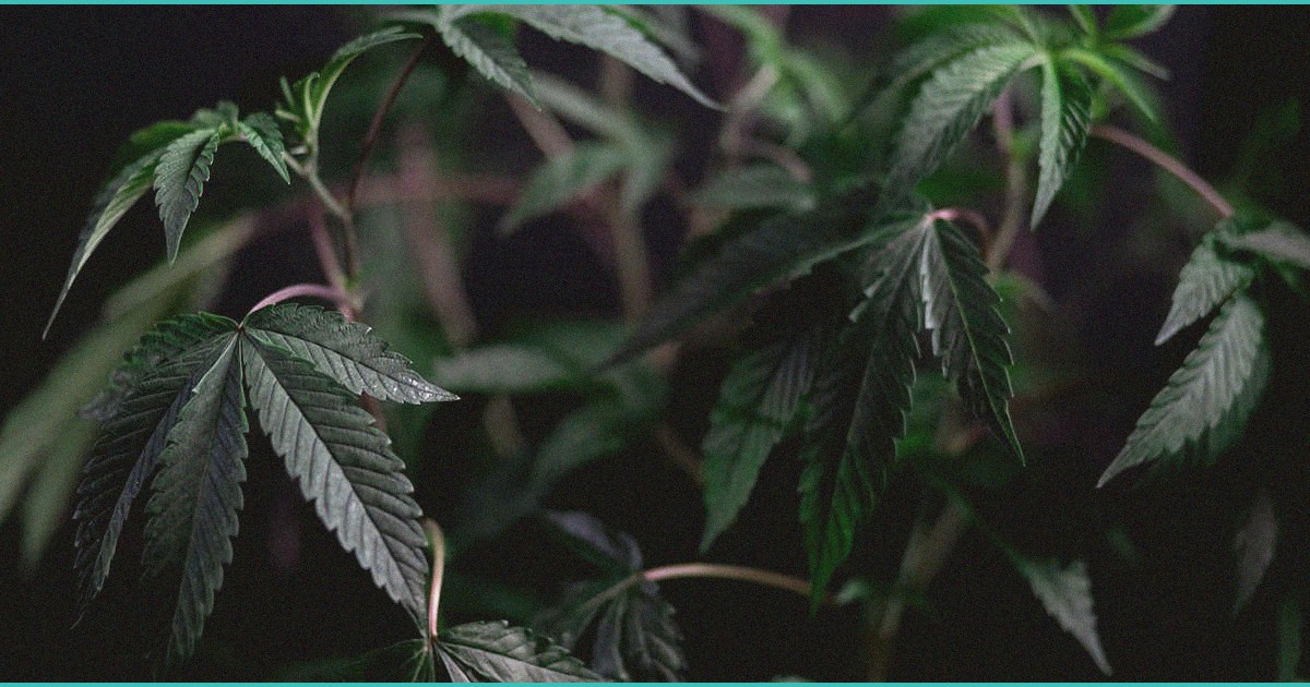 cannabinoid clinical trials cbd gel safety in fra 5