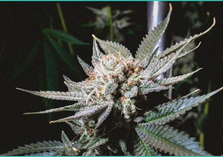 cannabinoid clinical trials digital smoking cess 1