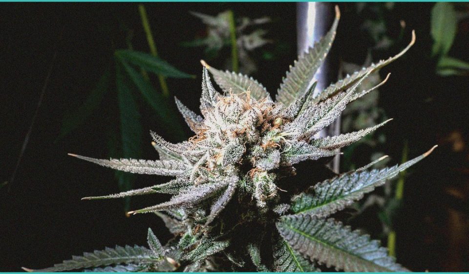 cannabinoid clinical trials digital smoking cess 1