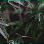 cannabinoid clinical trials oral cannabis effect 1
