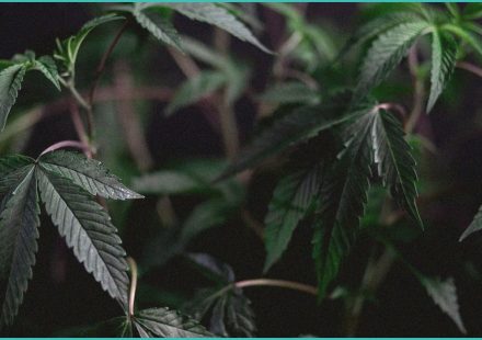 cannabinoid clinical trials oral cannabis effect 1