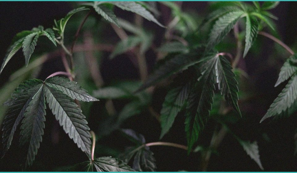 cannabinoid clinical trials oral cannabis effect 1