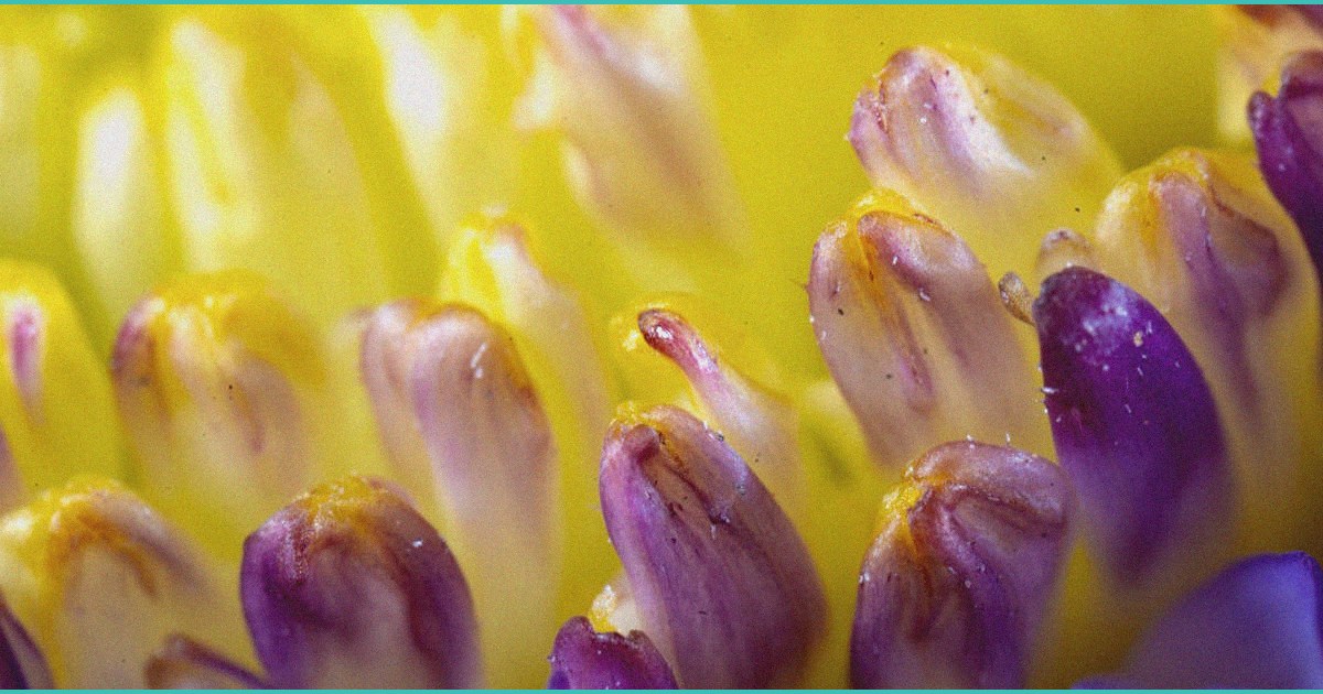 cannabinoid clinical trials ptsd and substance u 1