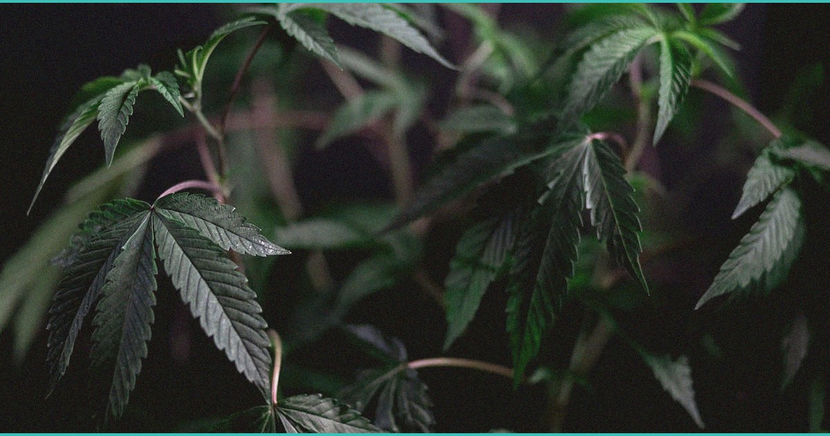 cannabinoid clinical trials sleep eeg insomnia 1