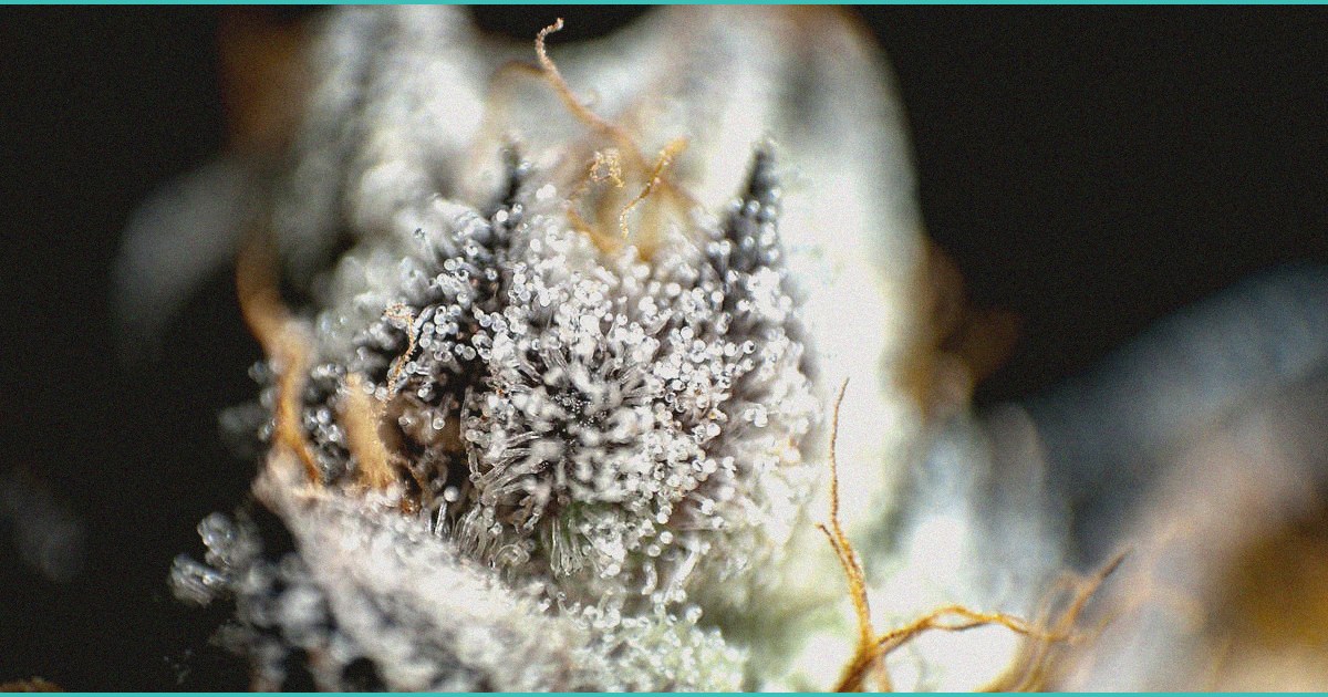 cannabinoid oral mucosal delivery approaches to f 7