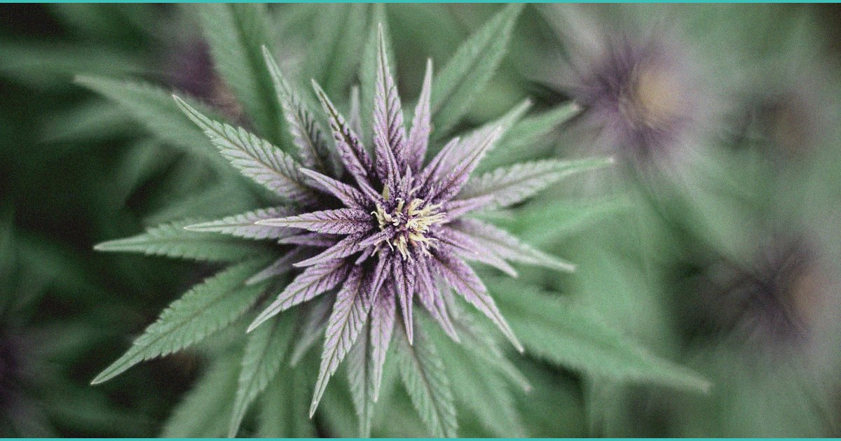 cannabinoids in pediatric care evidence based cli