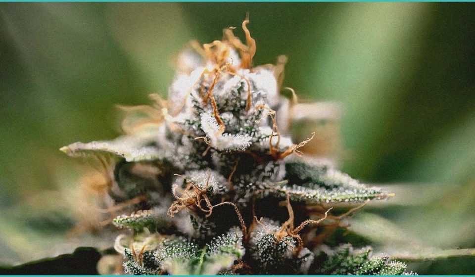 cannabinoids in ptsd and substance use clinical 1