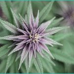 cannabis co use and endocannabinoid system modulat 2