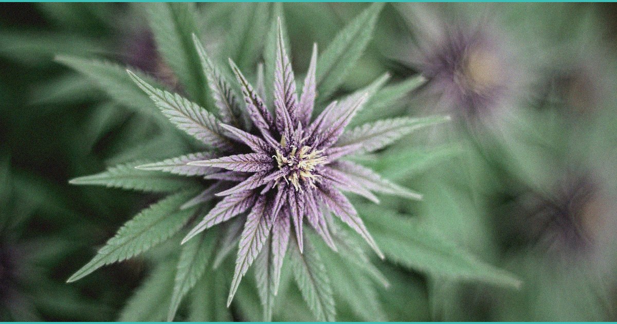 cannabis co use and endocannabinoid system modulat 2