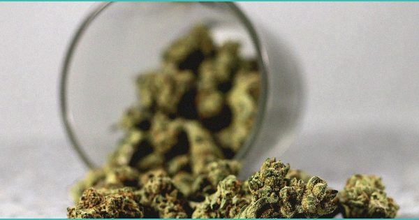 Cannabis compounds CBD and CBG may help reverse fatty liver disease, study finds